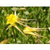 Aquilegia Magic Yellow (3)