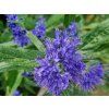 Ořechokřídlec klandonský 'Kew Blue' (Balení kontejner C5)