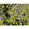 Caryopteris Summer Sorbet (1)