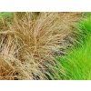 54597 ostrice chocholata bronze form carex comans bronze form