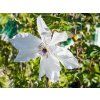 Clematis Beautiful Bride