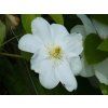 55692 3 clematis guersney 1