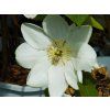 55692 2 clematis guersney 2