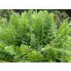 osmunda