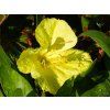 Oenothera missouri