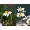 Anthemis carpatica 'Karpatenschnee' (2)