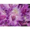 Rhododendron Alfred (2)