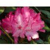 Rhododendron Astrid (1)