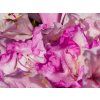 Rhododendron Blurettia (1)