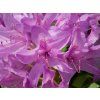 Rhododendron Catawbiense Grandiflorum (1)