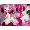 Rhododendron Excelsior (1)