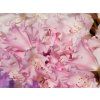Rhododendron Fantastica