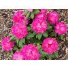 58227 3 Rhododendron germania