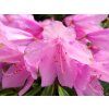 Rhododendron Graziella