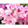 Rhododendron Hachmanns Charmant