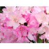 Rhododendron Kalinka