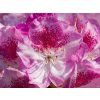 Rhododendron Royal Violet (1)