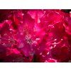 Rhododendron Royal Scarlet
