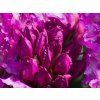 Rhododendron Libretto (2)