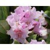 Rododendron �Pohjola�s Daughter� (Balen� kontejner p9)