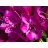 Rhododendron Polarnacht (1)