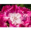 Rhododendron Prof.Horst Robenek (1)