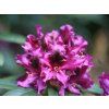 Rododendron 'Purple Splendour' (Balení kontejner C5)