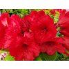 Rhododendron Red Jack