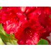 Rhododendron Red Jack (2)