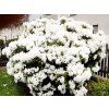 58395 rododendron schneekrone
