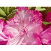 Rhododendron Sternzauber (1)