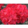 royal red