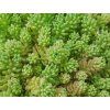 Sedum