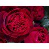 Rose 'Admiral' (Container C2-Verpackung)