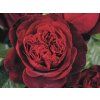Rose 'Admiral' (Container C2-Verpackung)