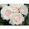 Rose 'Aspirin® Rose' (Container C2)