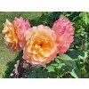 59106 ruze augusta louise