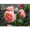 59106 1 ruze augusta louise