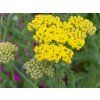 Achillea clypeolata 'Moonshine'