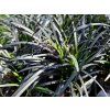 60564 2 ophiopogon niger 1