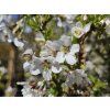 Prunus incisa Kojo no mai (1)