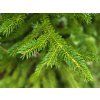 Picea polita (2)