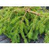 Picea omorika Pendula2 (1)