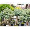 Picea pungens 'Blue Pearl' (2)