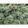 Picea pungens 'Blue Pearl' (4)