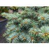 Picea pungens 'St. Mary's Broom' (1)