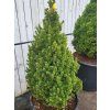 Picea glauca 'Daisy�s White' (3)