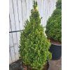 Picea glauca 'Daisy�s White' (2)