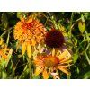 Echinacea Marmalade