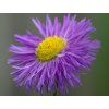 grandiflorus 1